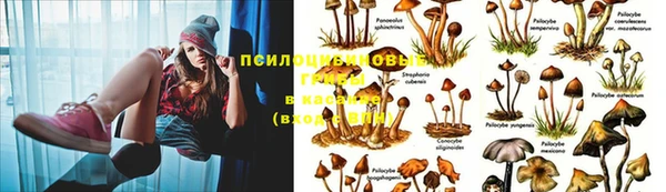 спиды Новозыбков